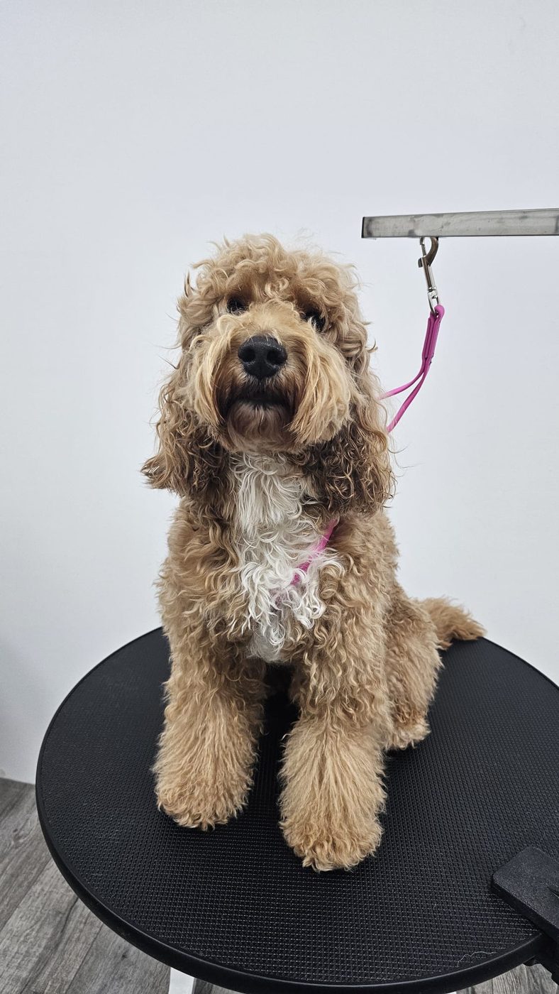 A doodle sitting on the grooming table at Grooming Oasis, clipped to the grooming arm